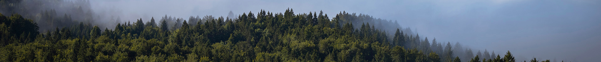 Pago de recibos - Bosque de pinos con un cielo azul Pago de recibos - Bosque de pinos con un cielo azul