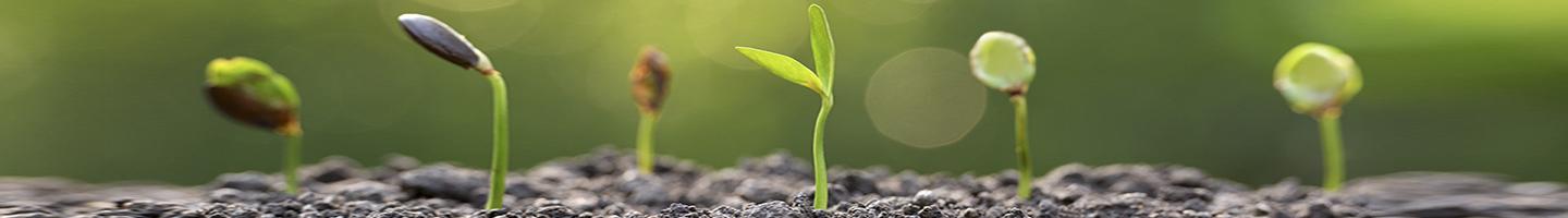 Novedades en fondos de inversion - Tallos de plantas creciendo plantadas en tierra