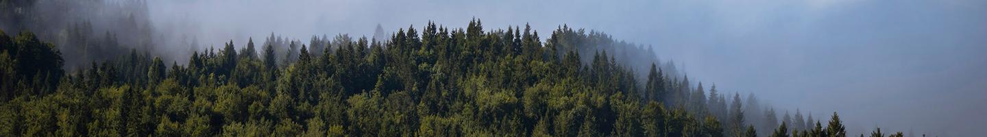 Pago de recibos - Bosque de pinos con un cielo azul