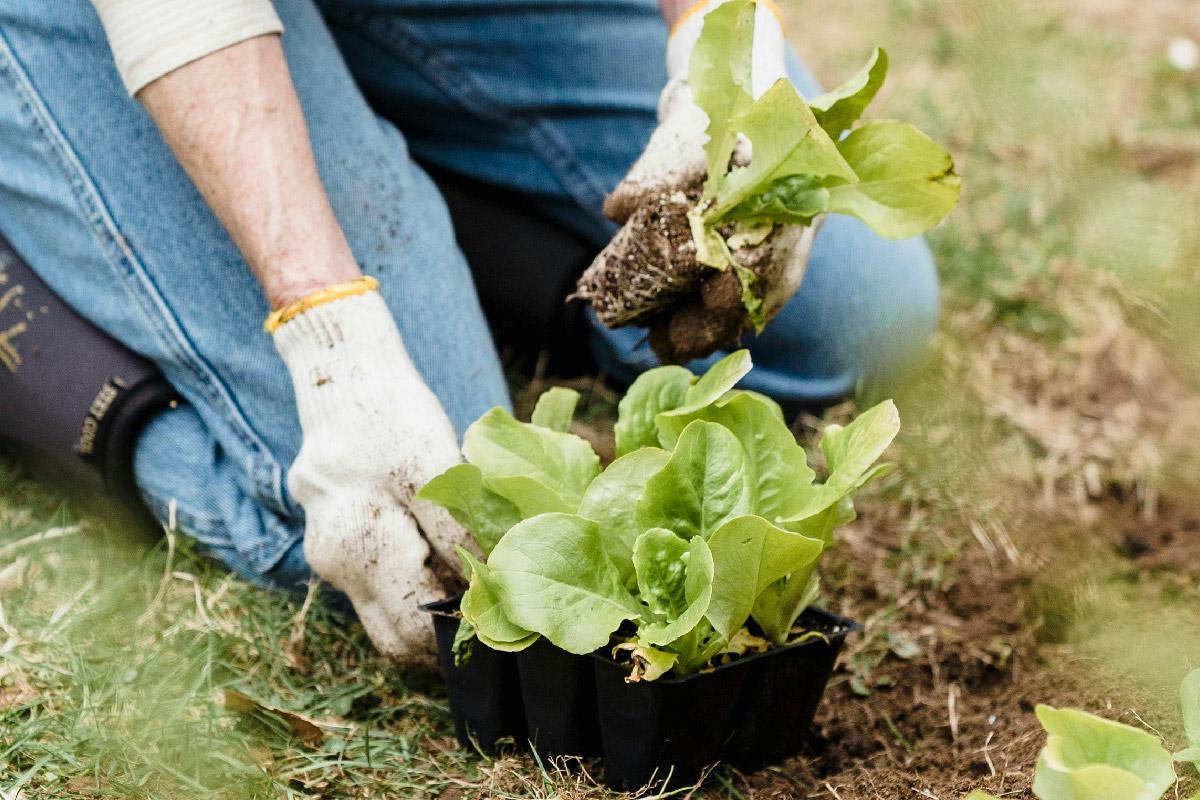 Impacto de las economías emergentes en la producción agrícola