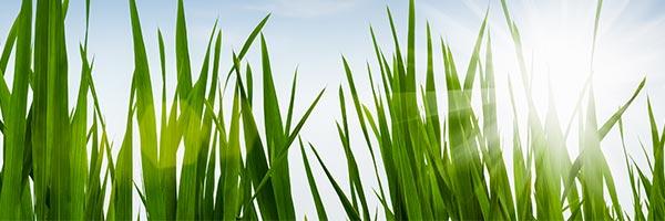 Seguro de Responsabilidad Medioambiental - Imagen de un campo con hierba verde Seguro de Responsabilidad Medioambiental - Imagen de un campo con hierba verde