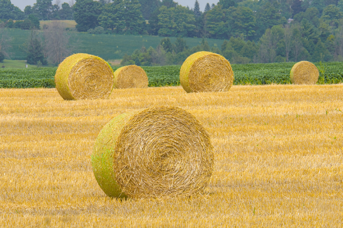 PAC y protestas: qué se ha logrado y qué falta